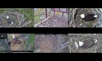 Thumbnail of Amazingearthanimalslivestream
