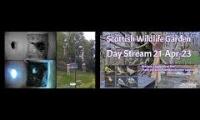 Thumbnail of Amazingearthanimalslivestream