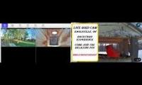 Thumbnail of Amazingearthanimalslivestream