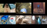 Thumbnail of Amazingearthanimalslivestream