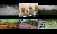 Thumbnail of Amazingearthanimalslivestream