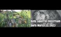 Thumbnail of Amazingearthanimalslivestream