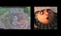 Amazingearthanimalslivestream