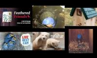 Thumbnail of Amazingearthanimalslivestream