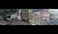 Thumbnail of Amazingearthanimalslivestream