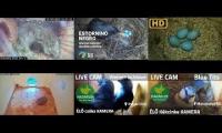 Amazingearthanimalslivestream