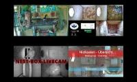 Thumbnail of Amazingearthanimalslivestream