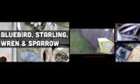 Amazingearthanimalslivestream