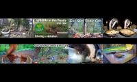 Amazingearthanimalslivestream