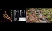 Thumbnail of Shakuchachi and water sound for tea