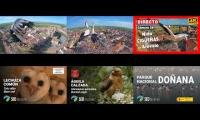 Seo birdlife top camaras web