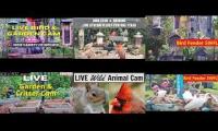 Amazingearthanimalslivestream