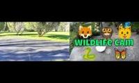 Thumbnail of Amazingearthanimalslivestream