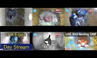 Thumbnail of Amazingearthanimalslivestream