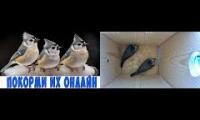 Thumbnail of Amazingearthanimalslivestream