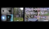 Amazingearthanimalslivestream