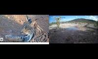 Thumbnail of Amazingearthanimalslivestream