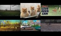 Thumbnail of Amazingearthanimalslivestream
