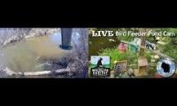 Thumbnail of Amazingearthanimalslivestream