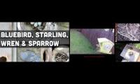 Thumbnail of Amazingearthanimalslivestream