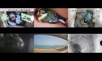 Thumbnail of Amazingearthanimalslivestream