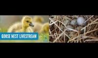 Thumbnail of Amazingearthanimalslivestream