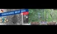 Amazingearthanimalslivestream