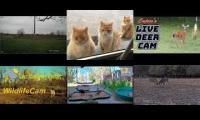 Thumbnail of Amazingearthanimalslivestream