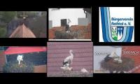 Thumbnail of Amazingearthanimalslivestream