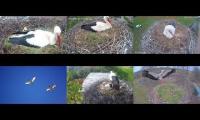 Thumbnail of Amazingearthanimalslivestream