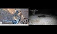Thumbnail of Amazingearthanimalslivestream
