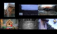 Thumbnail of Amazingearthanimalslivestream
