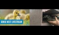 Thumbnail of Amazingearthanimalslivestream