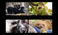 Thumbnail of Sloths, Kittens, Muskox