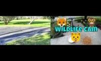 Thumbnail of Amazingearthanimalslivestream