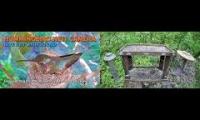 Thumbnail of Amazingearthanimalslivestream