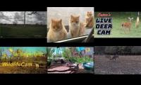 Thumbnail of Amazingearthanimalslivestream