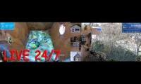 Thumbnail of Amazingearthanimalslivestream