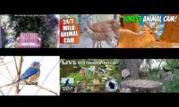Thumbnail of Amazingearthanimalslivestream