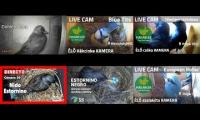Thumbnail of Amazingearthanimalslivestream
