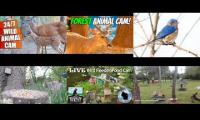 Thumbnail of Amazingearthanimalslivestream