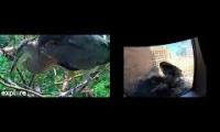 Thumbnail of Amazingearthanimalslivestream