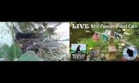 Amazingearthanimalslivestream