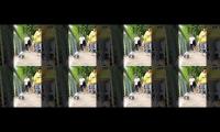 Thumbnail of Animals funny videos
