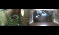 Thumbnail of Amazingearthanimalslivestream