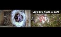 Thumbnail of Amazingearthanimalslivestream