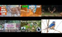 Amazingearthanimalslivestream