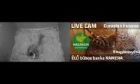 Thumbnail of Amazingearthanimalslivestream