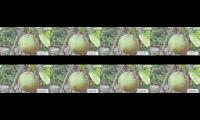 Thumbnail of Jeruk Bali,mangga dan delima dihalaman kita.@rcwann