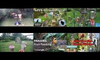 Thumbnail of Amazingearthanimalslivestream